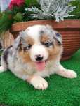 Blue Merle, Border Collie niebieskie oczy, UNIKAT!