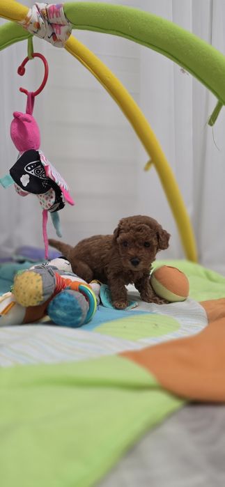 Pudel toy dziewczynka sunia