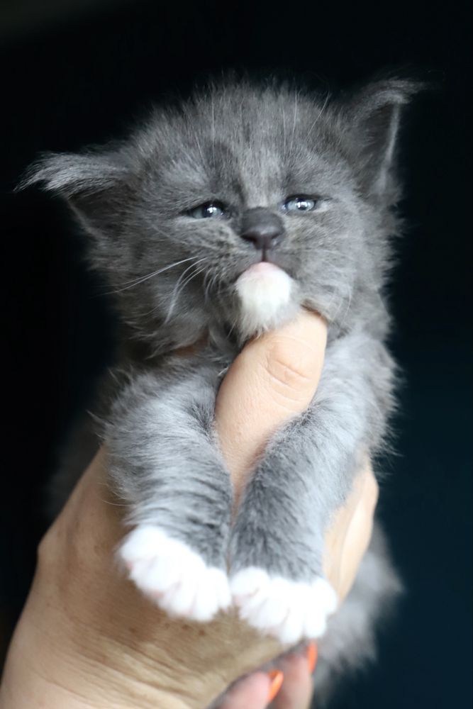 Cudna niebieska z bielą kotka maine coon !!