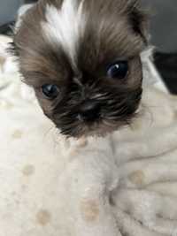 Pies shih tzu polecam