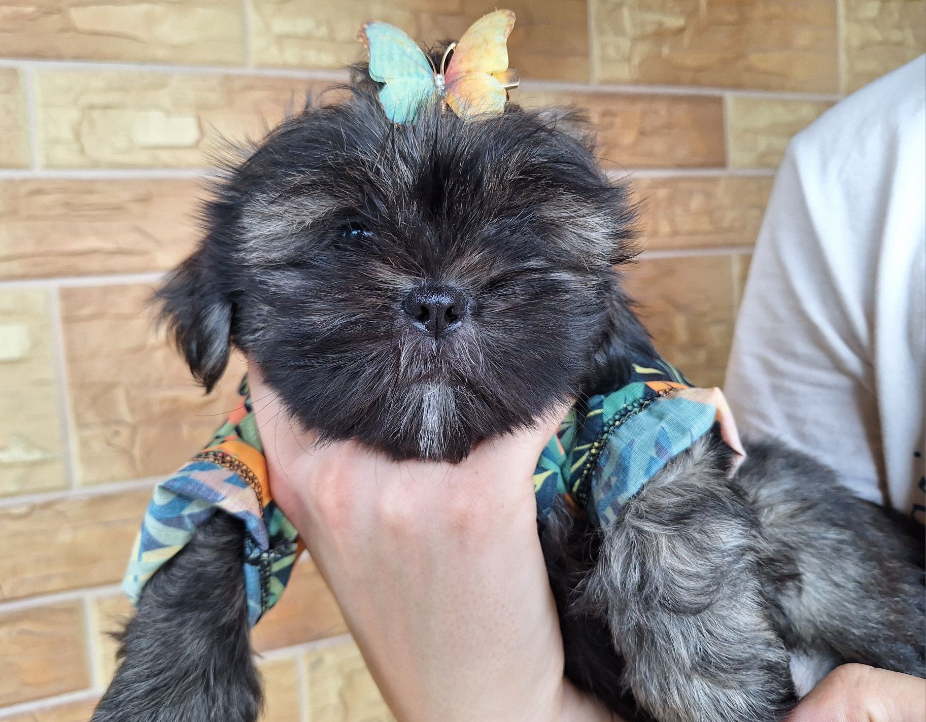Shih-Tzu piesek brązowy