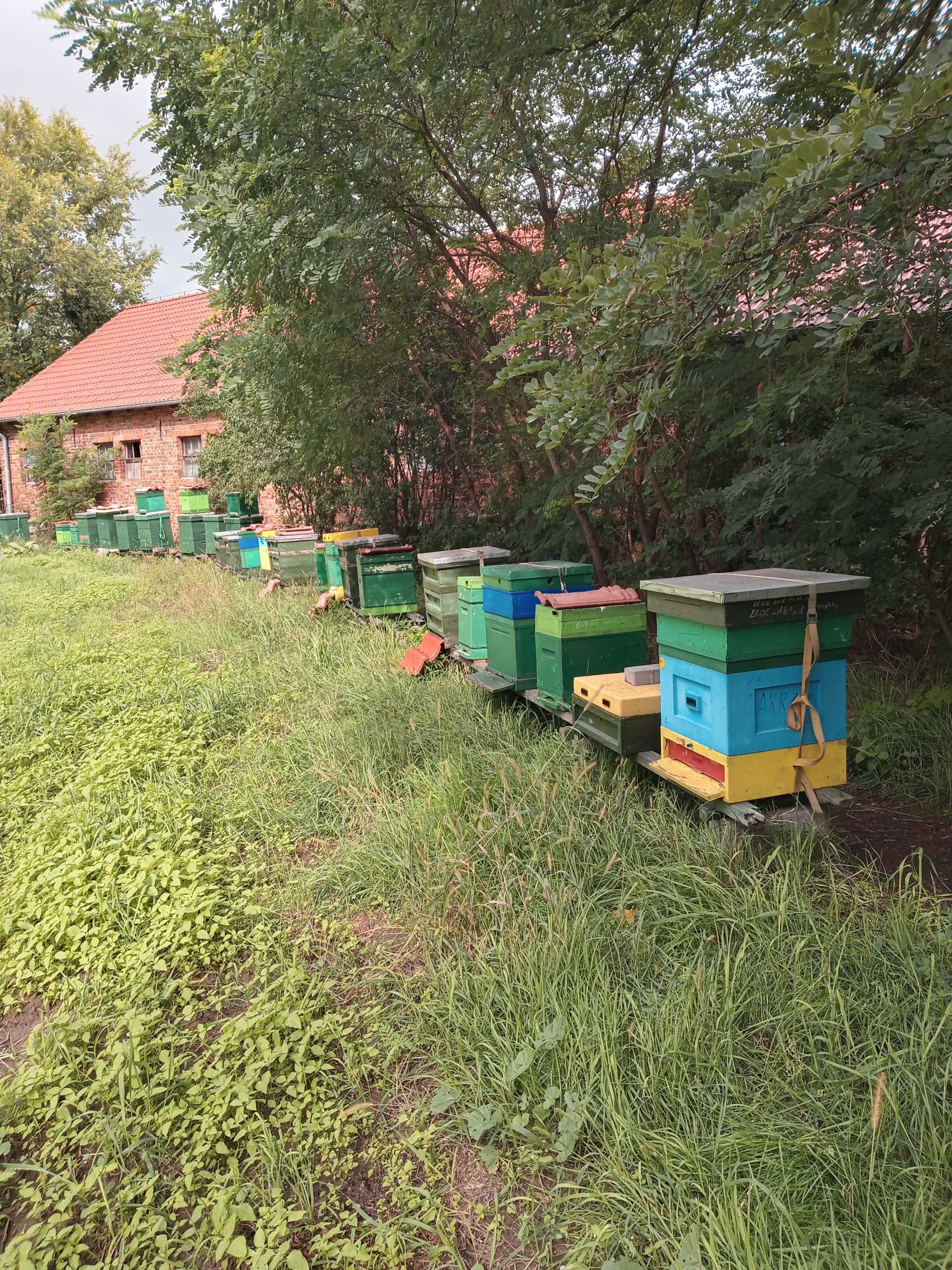 Pszczoły, odkłady pszczele