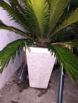 Palmeira de jardim