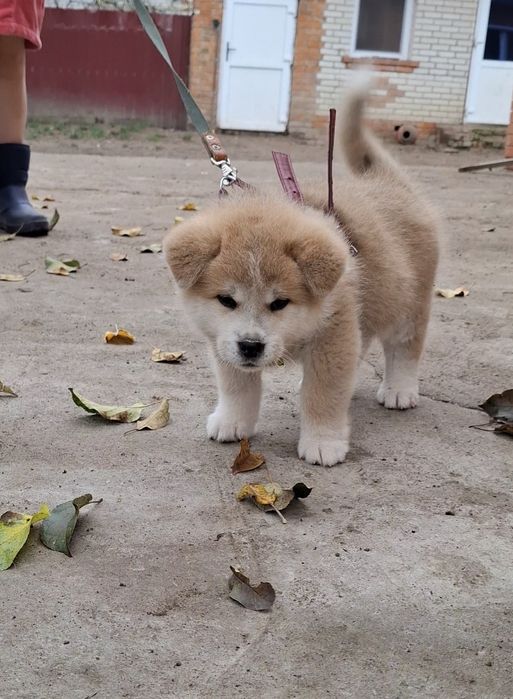 Мальчики с документами КСУ