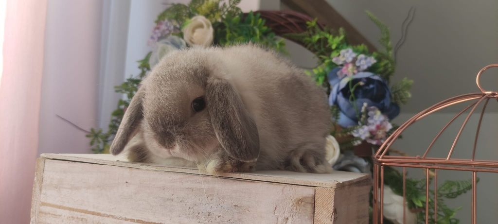 Królik Mini Lop gotowe na nowy dom