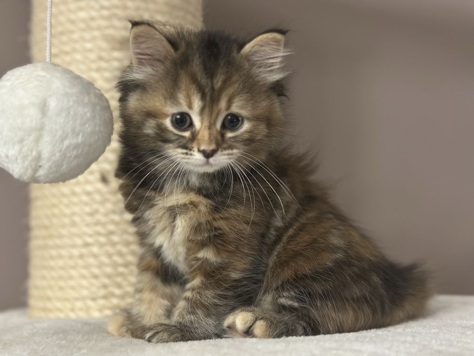 Piękna Kotka Syberyjska AURORA SeverynKa*PL