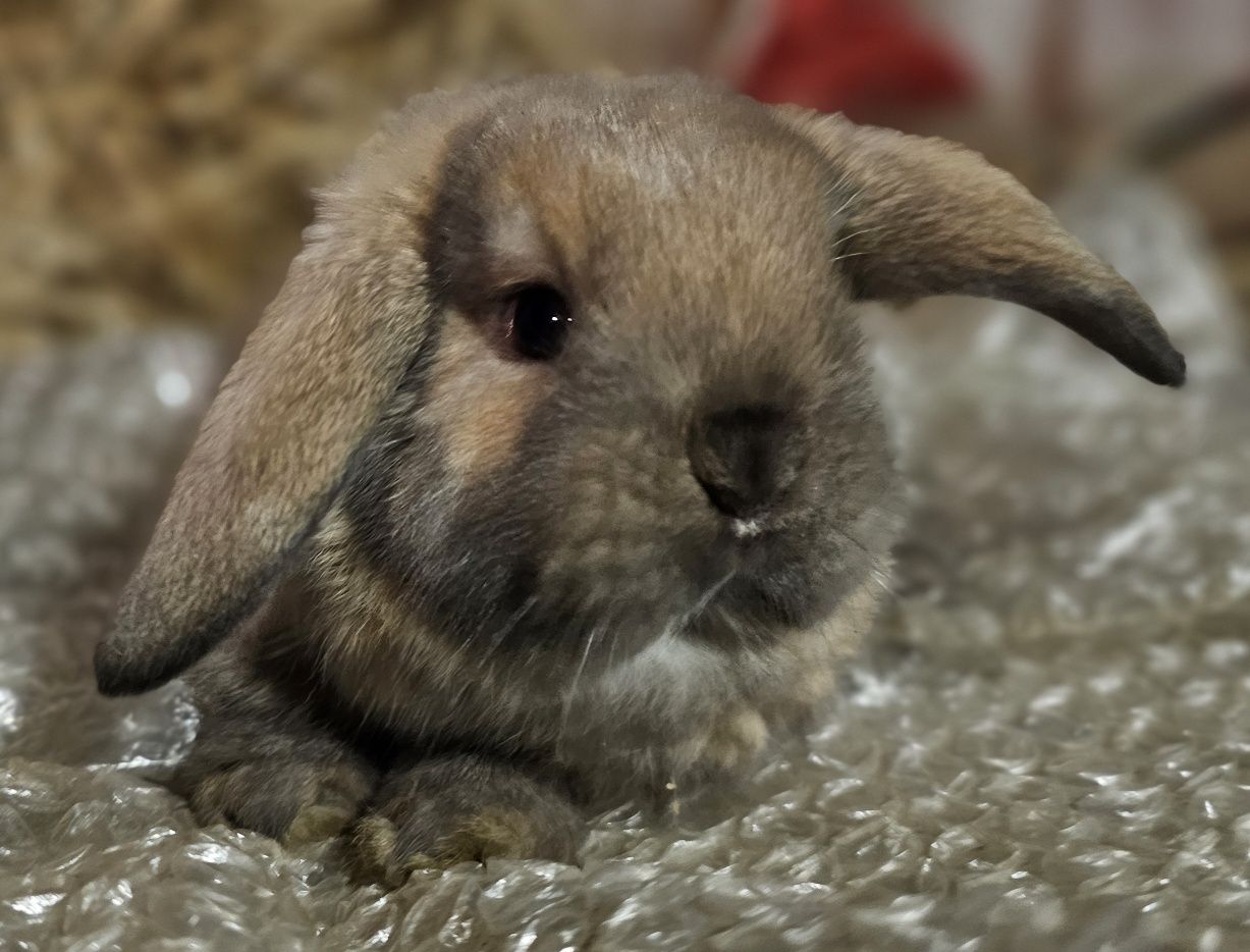 Coelhos anoes varias raças vacinados