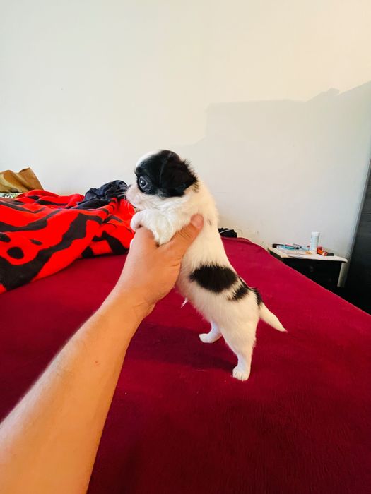 Chihuahua macho pelo longo lop e afixo