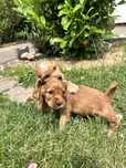 Szczeniaki Cocker Spaniel