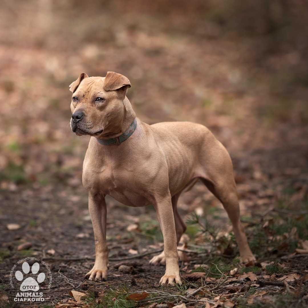 Czikita szuka doświadczonego domu! OTOZ Animals Schronisko Ciapkowo