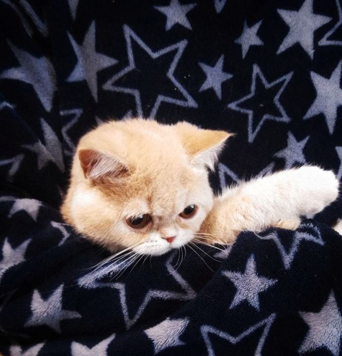 Котята экзоты, экзотическая короткошёрстная
