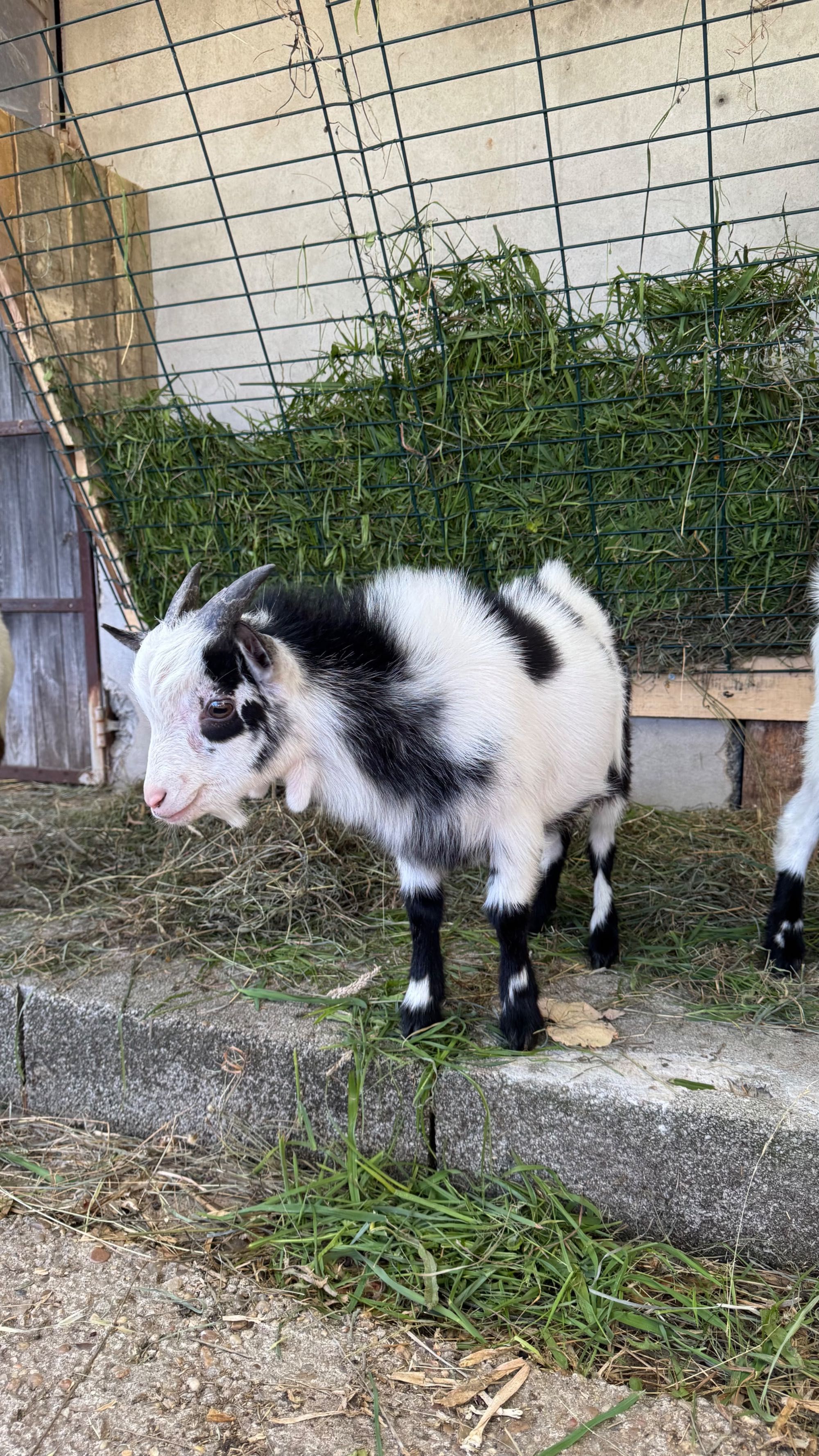Vendo cabrito anão