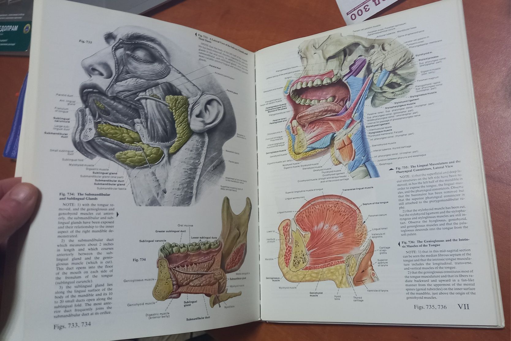 Атлас Анатомія Anatomy Carmine D. Clemente