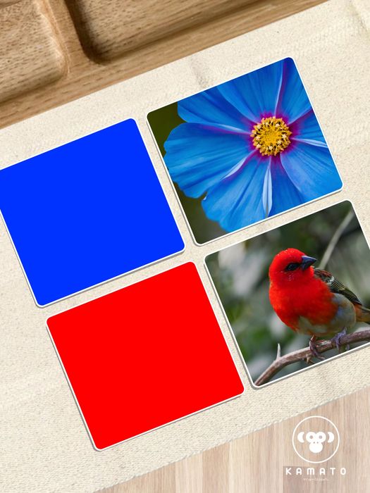 [75] Correspondência | Montessori | Cores