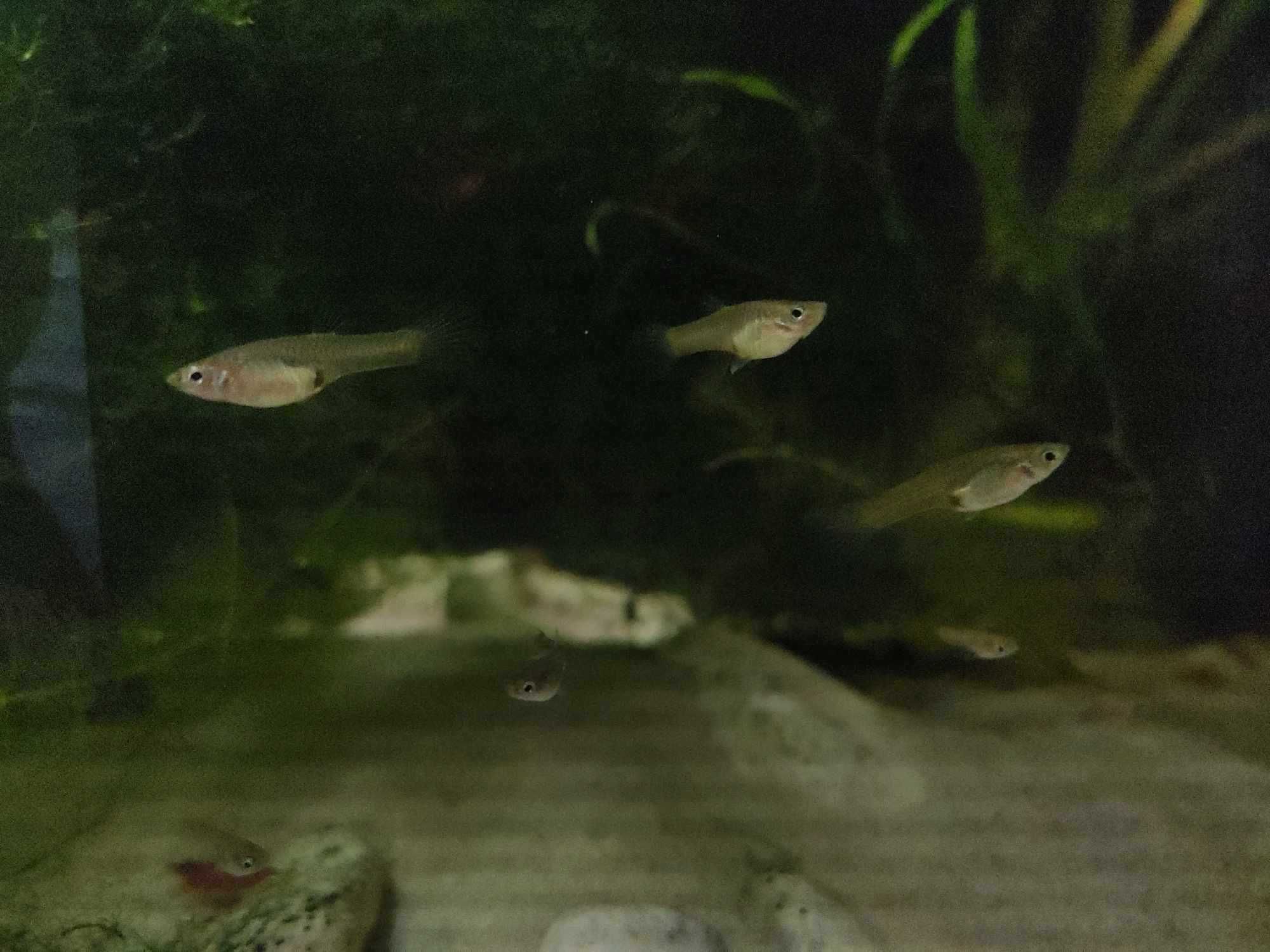 Gupiki - rybki akwariowe