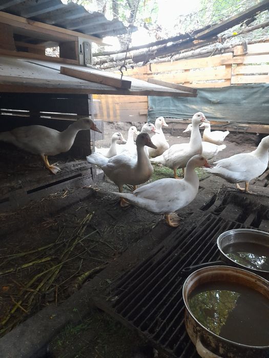 Kaczki i kaczory francuskie