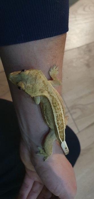 Gekon orzesiony z terrarium, wystrojem i suplementami
