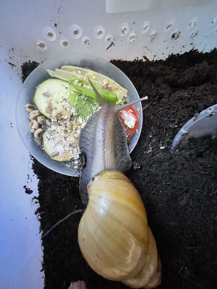 Śimak afrykański lissachatina reticulata