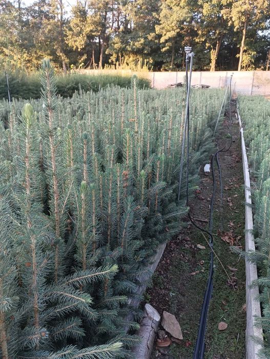 Świerk Srebrny odm. Kaibab ( Picea pungens)15-30 cm