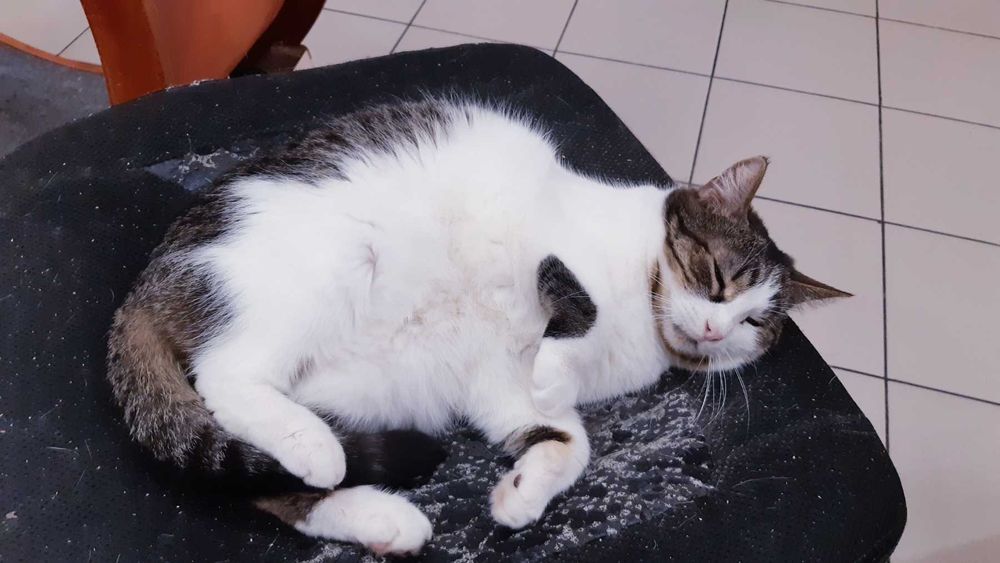 Отдам в добрые руки нежную кошечку Мишель