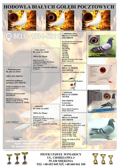 Jos Thoné gołąb, gołębie pocztowe.