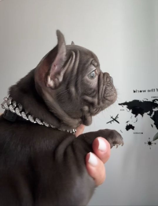 Шоколадні французькі солоденькі булодожки