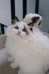 PL AVOCADO Ragdoll FIFe/FPL Wrocław kotka