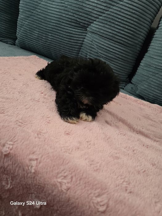 Sprzedam Shih Tzu KAJTEK