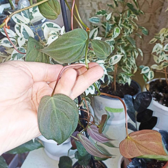 Комнатные цветы монстера, филодендрон Миканс, лечебная каланхоя и др.