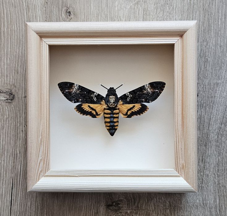 Motyl w ramce Acherontia atropos