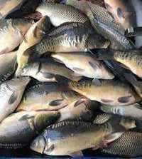 Пропонуєм придбати малька риби:Короп Товстолоб Амур Карась.