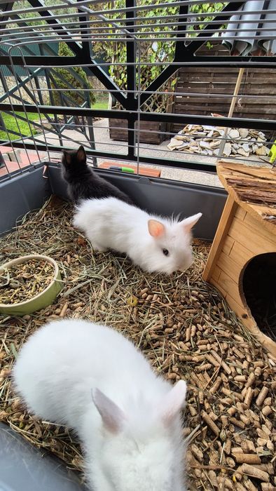 Coelhos Anões bebés