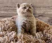 British Shorthair lilás macho com Lop