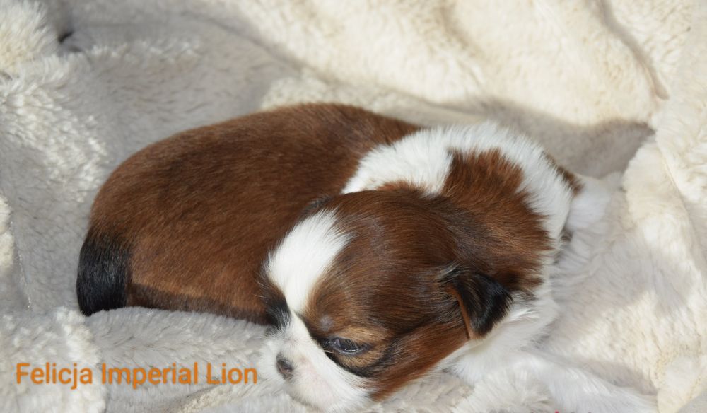 Felicja Shih Tzu suczka dziewczynka szczeniak rodowód