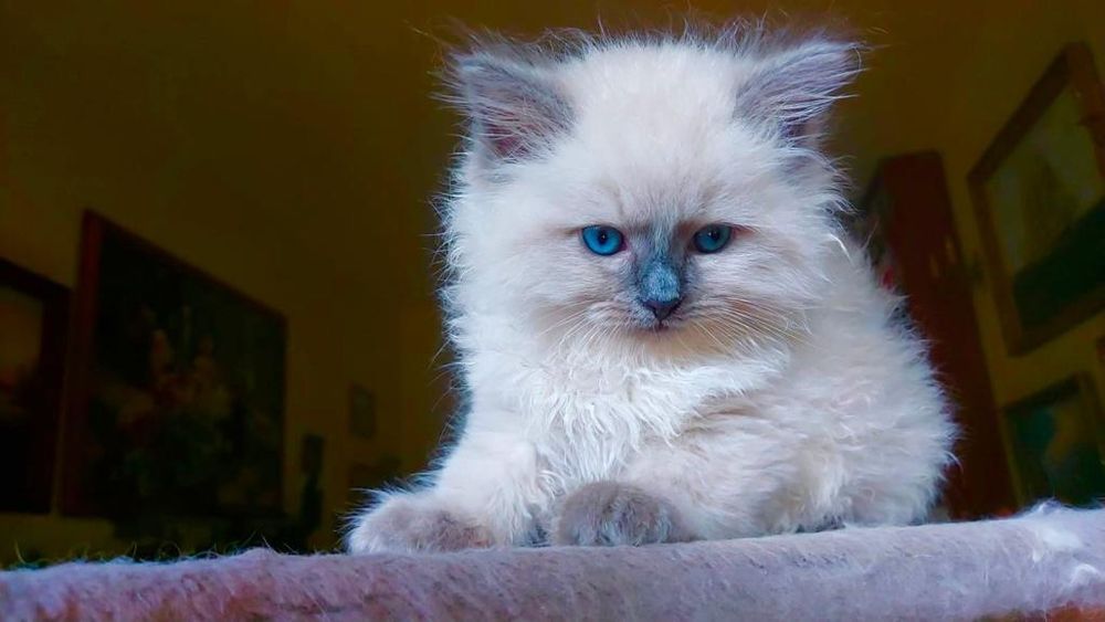 Ragdoll WCF/PZF.PROFESJONALNA hodowla, badania Genetyczne X..2025
