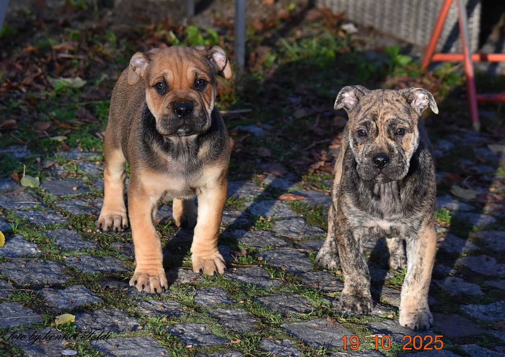 Dog z Majorki (Ca de Bou)