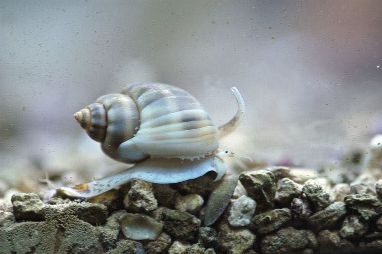 Ślimak Nassarius – naturalny sprzątacz dna do akwarium morskiego