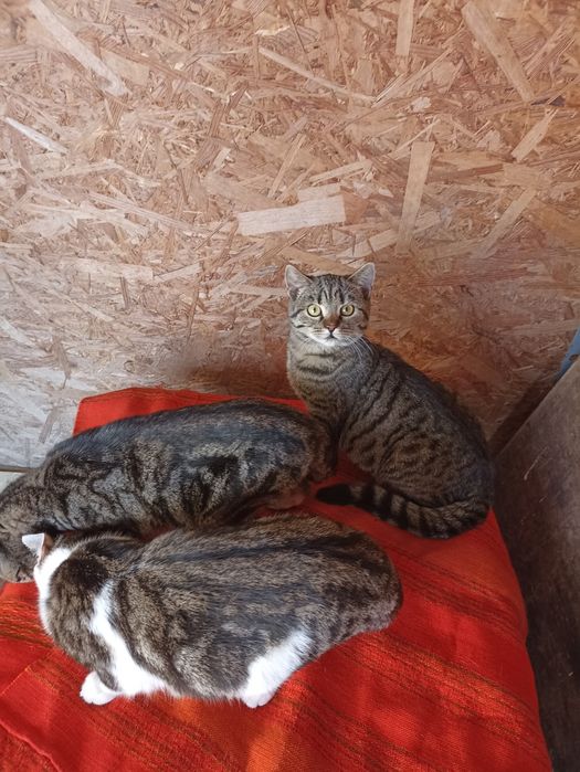 Підрощені британські котики