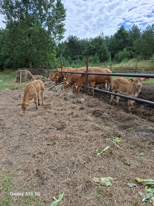 Krowy Limousine 6szt z cielakami 6szt