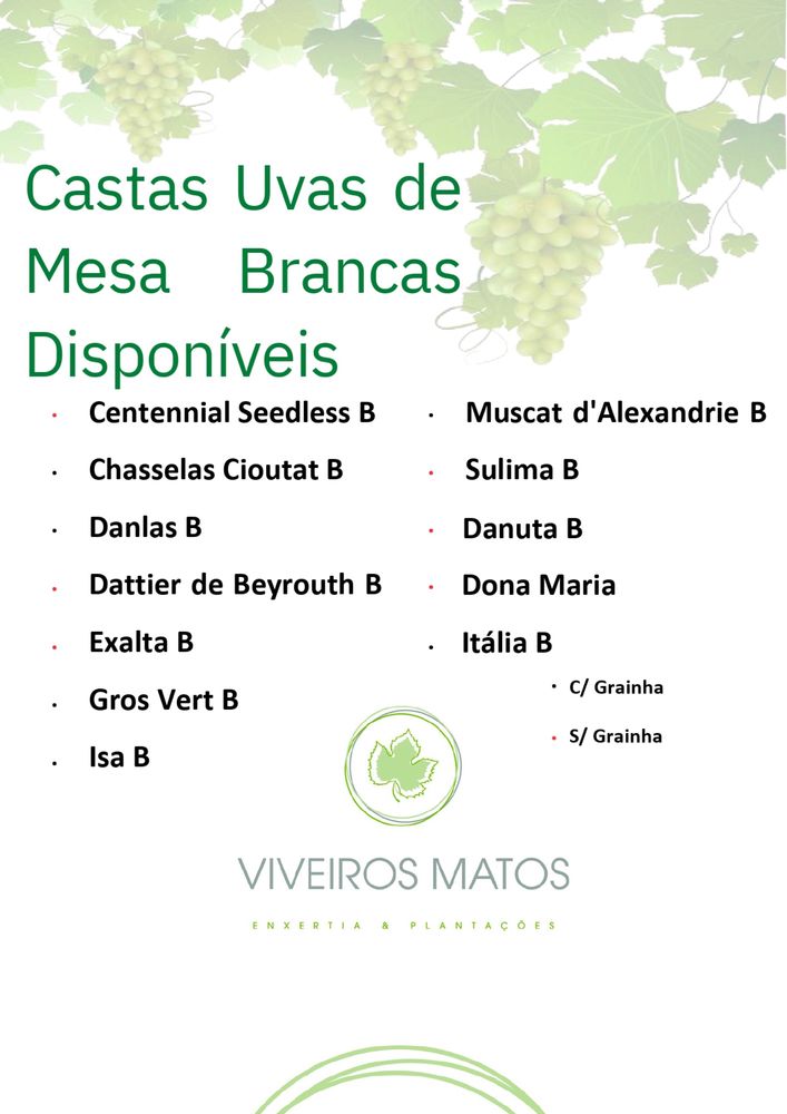 Videiras Enxertadas Uvas de Mesa