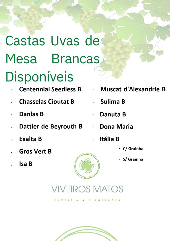 Videiras Uvas de Mesa