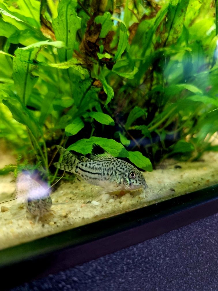 Kirysek juli/ kiryski nakrapiane/ corydoras julii