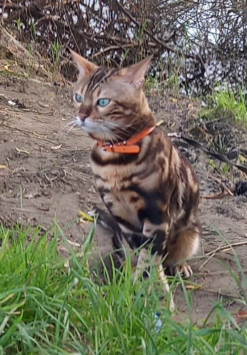 Продається бенгал 22