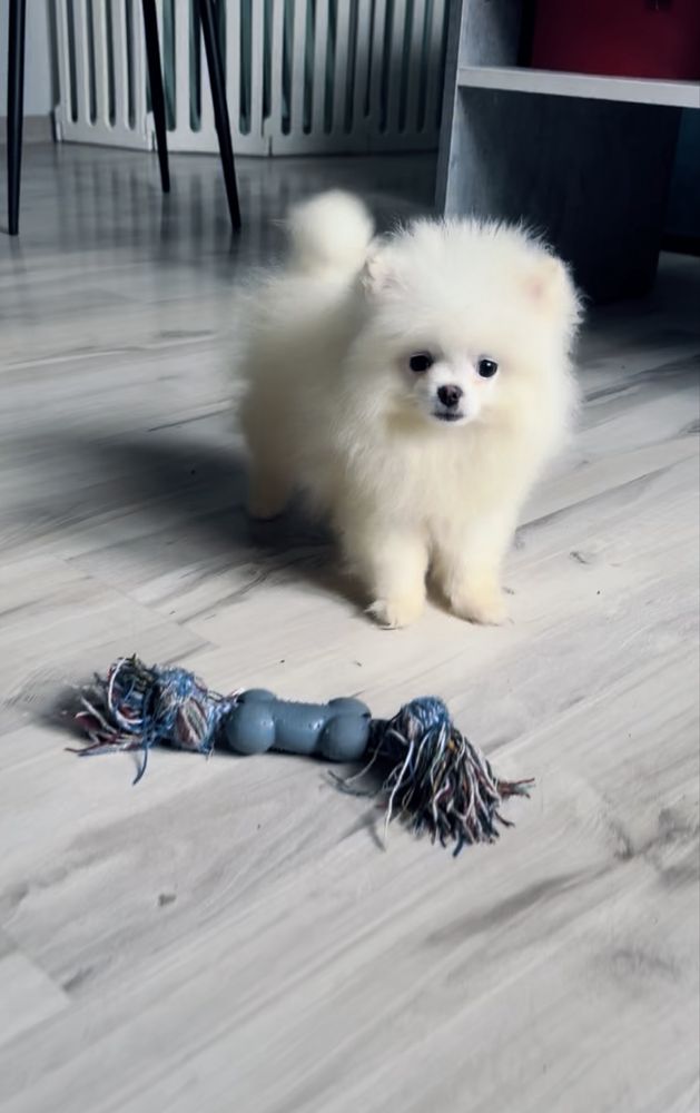 **Chico** szpic miniaturowy, pomeranian, malutki piesek