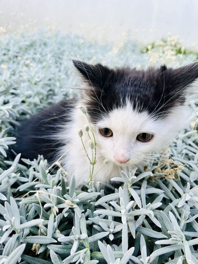 Котята, кошенята, котики, в добрі руки, в хорошие руки