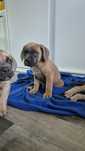 Cane Corso Suczka