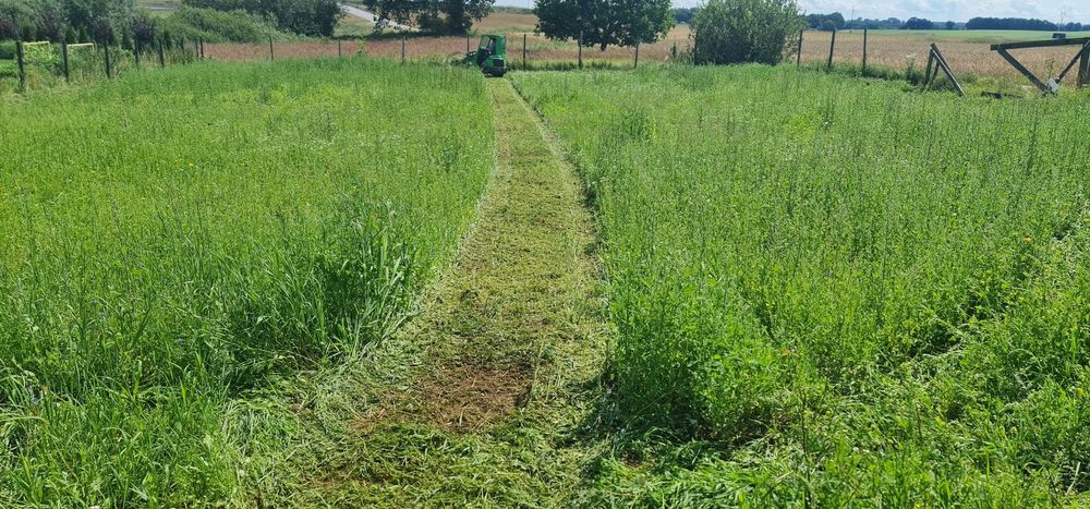 Czyszczenie działek usuwanie krzaków ,drzew .korzeni, frezowanie pni