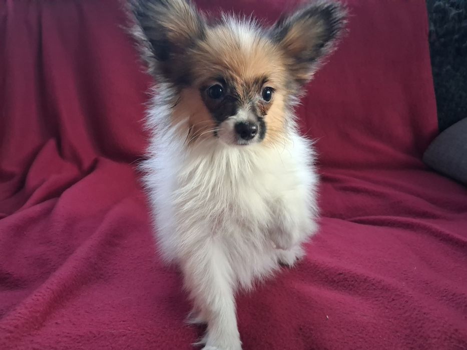 Papillon - Spaniel kontynentalny sunia