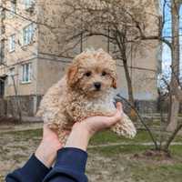 Цуценята міні мальтіпу мини мальтипу