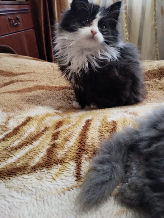 Кошенята, віддам в добрі руки